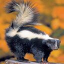 skunk wallpaper  screen for extension Chrome web store in OffiDocs Chromium