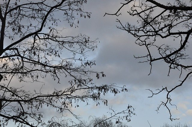 Free download Sky Aesthetic Tree -  free photo or picture to be edited with GIMP online image editor