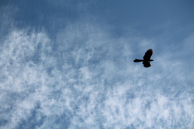 ดาวน์โหลดฟรี Sky Bird Flying - ภาพถ่ายหรือรูปภาพฟรีที่จะแก้ไขด้วยโปรแกรมแก้ไขรูปภาพออนไลน์ GIMP