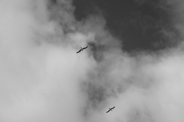Free picture Sky Black And White Bird -  to be edited by GIMP free image editor by OffiDocs