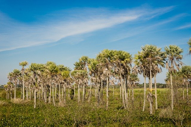 הורדה חינם Sky Caranday Palms - תמונה או תמונה בחינם לעריכה עם עורך התמונות המקוון GIMP