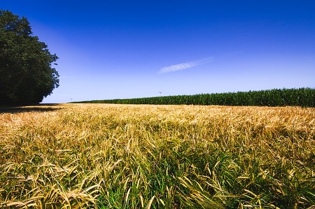 Free download Sky Cereals Landscape -  free photo or picture to be edited with GIMP online image editor