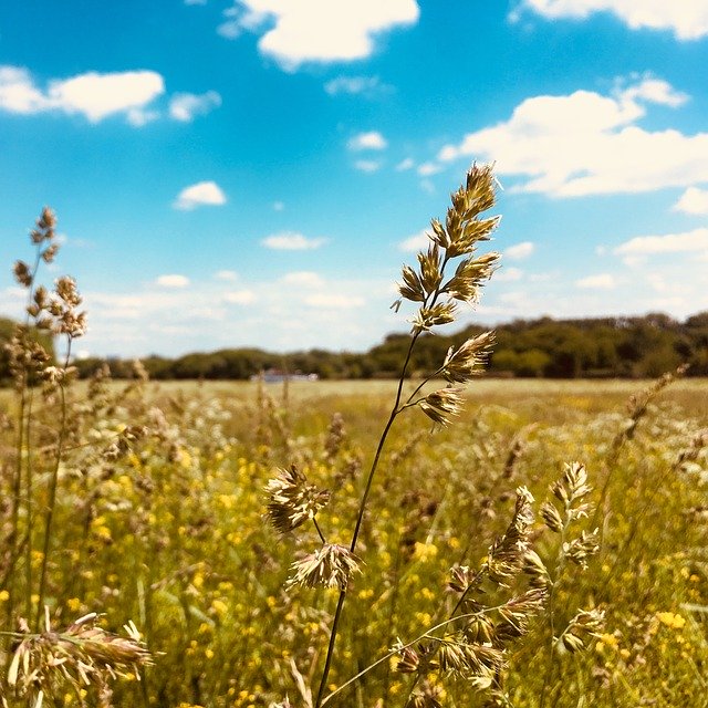 Free download Sky Cloud Cereals -  free photo or picture to be edited with GIMP online image editor