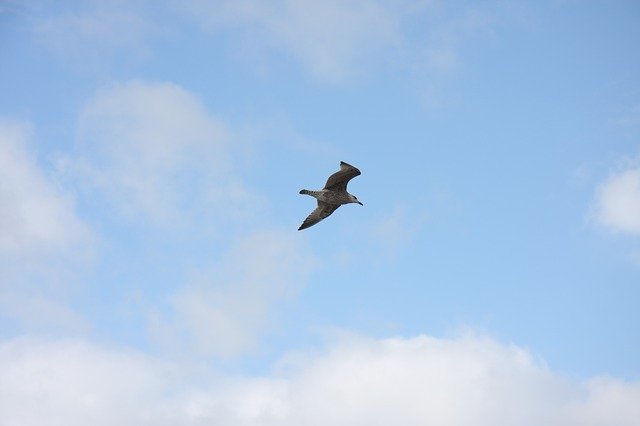 Descărcați gratuit șablonul foto gratuit Sky Clouds Seagull North pentru a fi editat cu editorul de imagini online GIMP