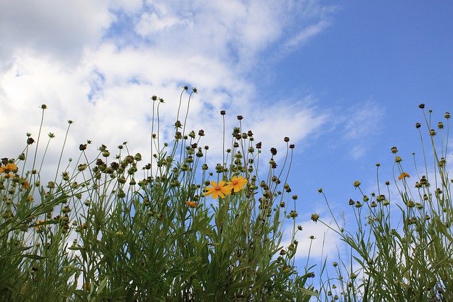 دانلود رایگان Sky Cloud Yellow Flower - عکس یا تصویر رایگان قابل ویرایش با ویرایشگر تصویر آنلاین GIMP