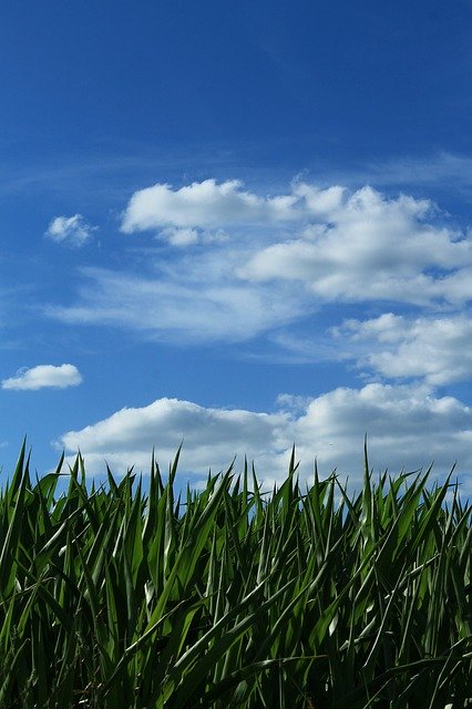 Muat turun percuma Sky Corn Horizon - foto atau gambar percuma untuk diedit dengan editor imej dalam talian GIMP