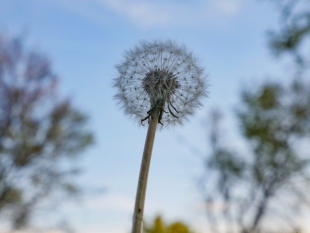 Free download Sky Dandelion Plant -  free photo or picture to be edited with GIMP online image editor