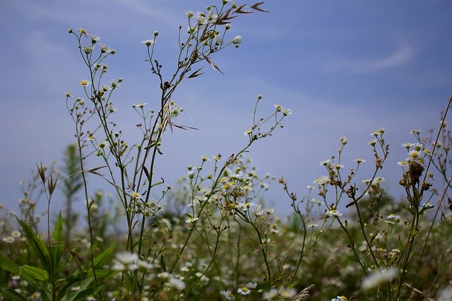 تنزيل Sky Flowers Weed مجانًا - صورة أو صورة مجانية ليتم تحريرها باستخدام محرر الصور عبر الإنترنت GIMP