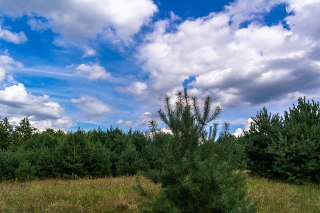 Безкоштовно завантажте Sky Forest Summer - безкоштовну фотографію або зображення для редагування за допомогою онлайн-редактора зображень GIMP