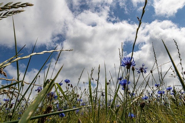 Безкоштовно завантажте Sky Grass Cornflowers — безкоштовну фотографію чи зображення для редагування за допомогою онлайн-редактора зображень GIMP