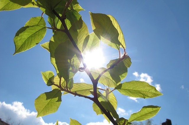 הורדה חינם Sky Leaves Landscape - תמונה או תמונה בחינם לעריכה עם עורך התמונות המקוון GIMP