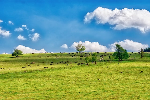 Free download sky meadow cows grassland sunny free picture to be edited with GIMP free online image editor