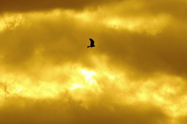 Free download Sky Milan Bird -  free photo or picture to be edited with GIMP online image editor
