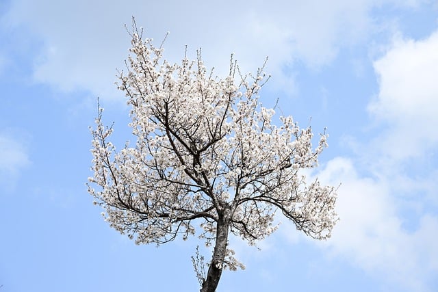 Free download sky nature cherry blossom tree free picture to be edited with GIMP free online image editor