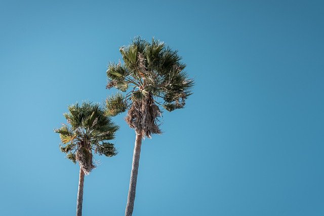 Descarga gratuita Sky Palm Tree: foto o imagen gratuita para editar con el editor de imágenes en línea GIMP