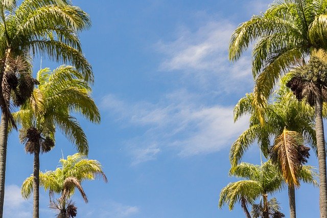 Gratis download Sky Palm Trees Blue - gratis foto of afbeelding om te bewerken met GIMP online afbeeldingseditor