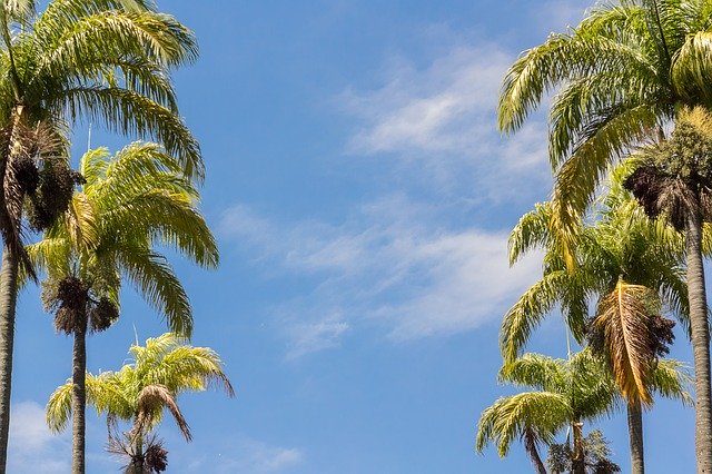 Free download Sky Palm Trees Blue -  free photo or picture to be edited with GIMP online image editor