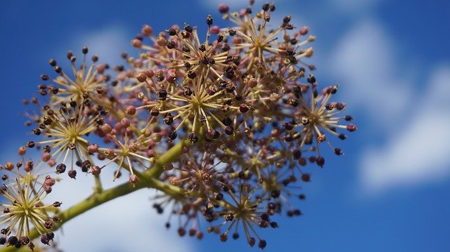 Free picture Sky Plant Aralia -  to be edited by GIMP free image editor by OffiDocs