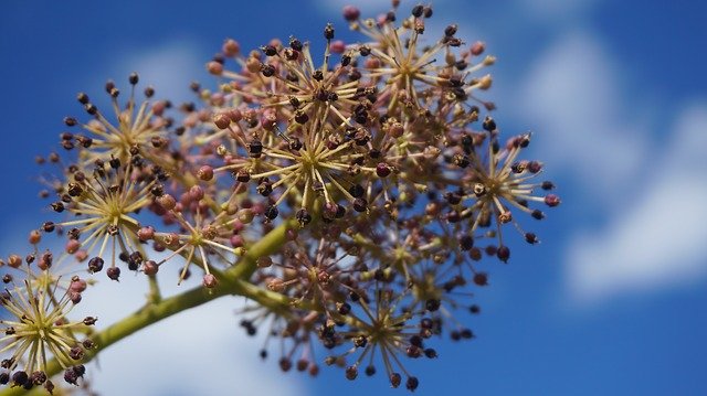 Scarica gratuitamente Sky Plant Aralia: foto o immagine gratuita da modificare con l'editor di immagini online GIMP