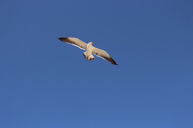 Descarga gratuita Sky Seagull Blue - foto o imagen gratis y gratuita para editar con el editor de imágenes en línea GIMP