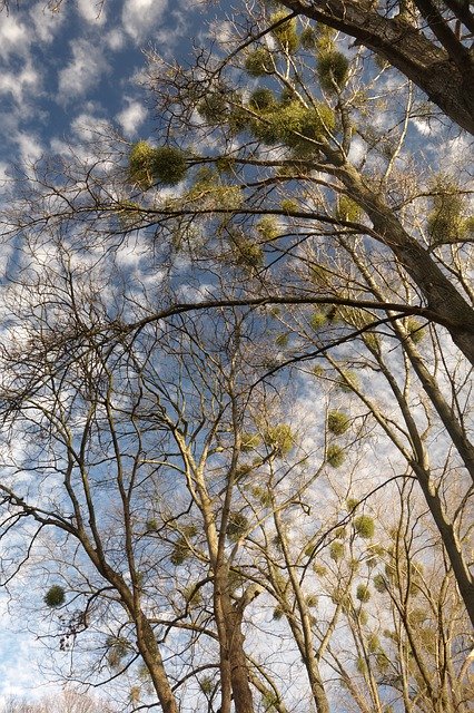 Free download Sky Tree Crown -  free photo or picture to be edited with GIMP online image editor