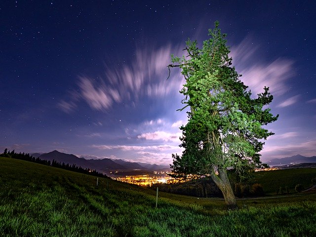 Free download Sky Tree Outdoor -  free photo or picture to be edited with GIMP online image editor