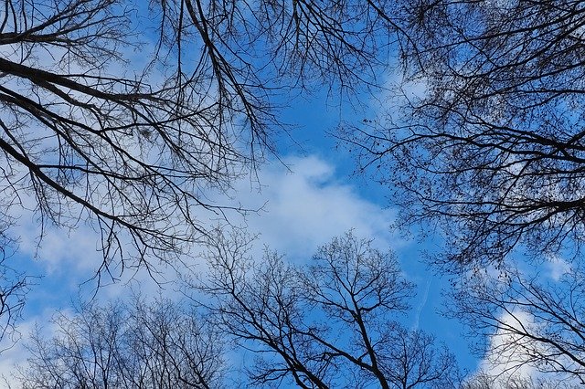 Descărcare gratuită Sky Trees Nature - fotografie sau imagine gratuită pentru a fi editată cu editorul de imagini online GIMP