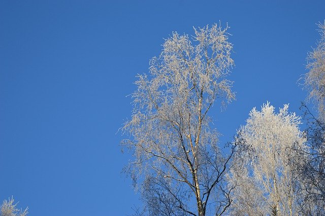 Gratis download Sky Trees Winter - gratis gratis foto of afbeelding om te bewerken met GIMP online afbeeldingseditor