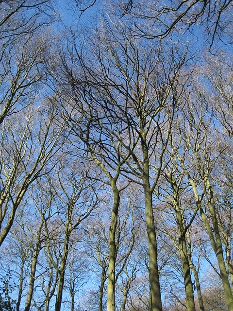Free picture Sky Treetop Beech -  to be edited by GIMP free image editor by OffiDocs