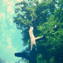 Skyward Tree  screen for extension Chrome web store in OffiDocs Chromium