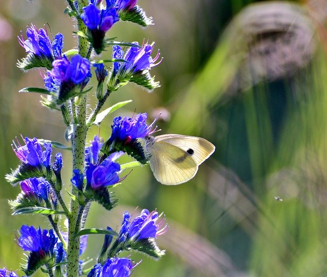 Kostenloser Download Slangenkruid Cabbage White Flower - kostenloses Foto oder Bild zur Bearbeitung mit GIMP Online-Bildbearbeitung