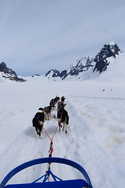 Téléchargement gratuit de Sled Dogs Huskies - photo ou image gratuite à éditer avec l'éditeur d'images en ligne GIMP