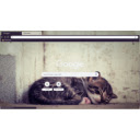 sleeping baby cat  screen for extension Chrome web store in OffiDocs Chromium