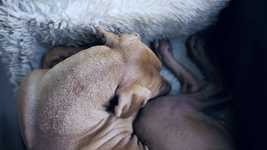 Free download Sleeping Dog Brown -  free video to be edited with OpenShot online video editor