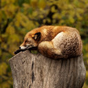 Sleeping fox  screen for extension Chrome web store in OffiDocs Chromium