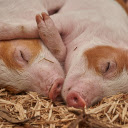 Sleeping pig  screen for extension Chrome web store in OffiDocs Chromium