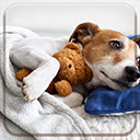 Sleeping Puppy  screen for extension Chrome web store in OffiDocs Chromium Sleeping Puppy  screen for extension Chrome web store in OffiDocs Chromium