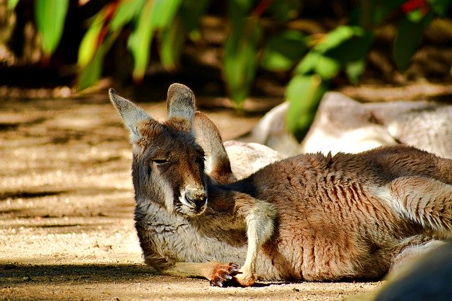 Descarga gratuita Sleepy Kangaroo Baby: foto o imagen gratuita para editar con el editor de imágenes en línea de GIMP