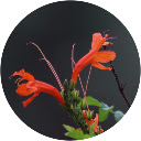 Slideshow Wallpaper Gadget  screen for extension Chrome web store in OffiDocs Chromium Slideshow Wallpaper Gadget  screen for extension Chrome web store in OffiDocs Chromium