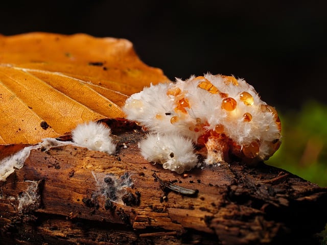 Free download slime mold single celled organisms free picture to be edited with GIMP free online image editor