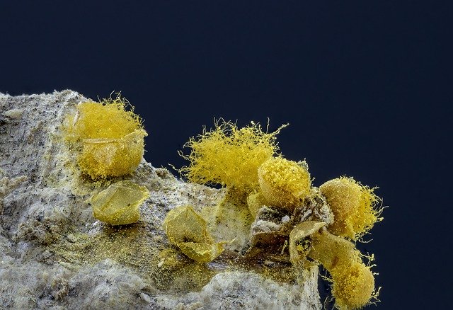 Free download Slime-Mold Spores Threads -  free free photo or picture to be edited with GIMP online image editor