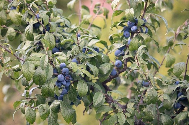 Free picture Sloe Fruit Healthy -  to be edited by GIMP free image editor by OffiDocs
