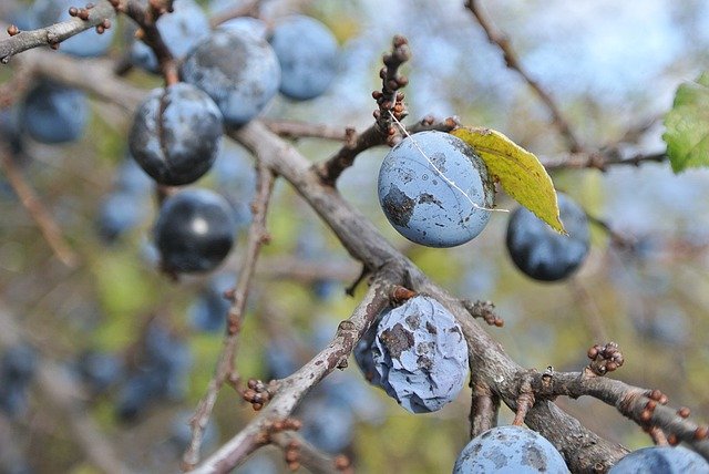 Téléchargement gratuit Sloes Autumn Berry - photo ou image gratuite à éditer avec l'éditeur d'images en ligne GIMP