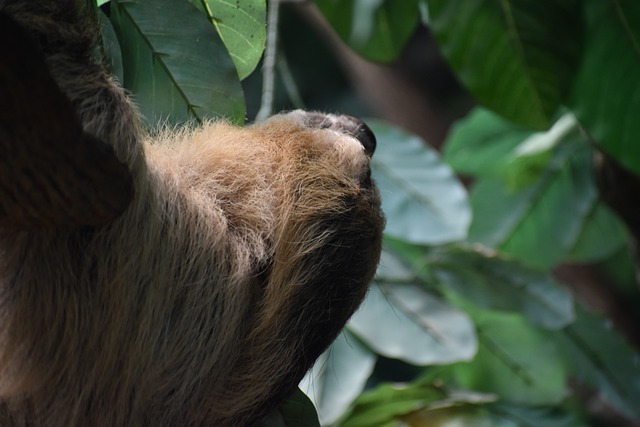 Free download sloth ape monkey fur tree free picture to be edited with GIMP free online image editor