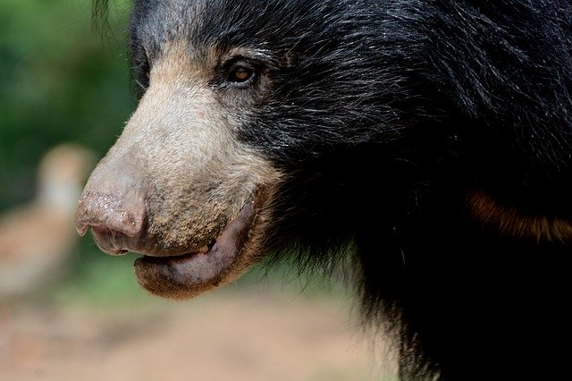 Unduh gratis Sloth Bear Female Daroji - foto atau gambar gratis untuk diedit dengan editor gambar online GIMP