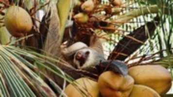 Free download Sloth pictures free photo or picture to be edited with GIMP online image editor