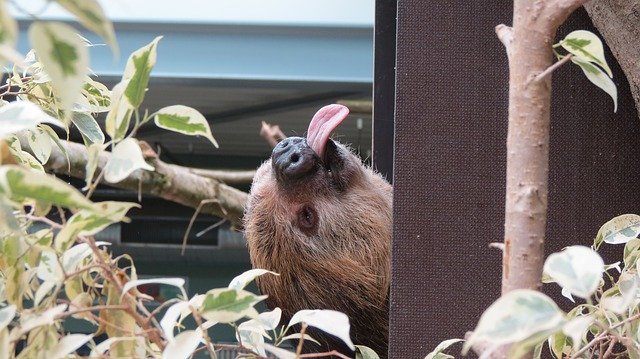 Kostenloser Download Sloth Relax Zoo - kostenloses Foto oder Bild zur Bearbeitung mit GIMP Online-Bildbearbeitung