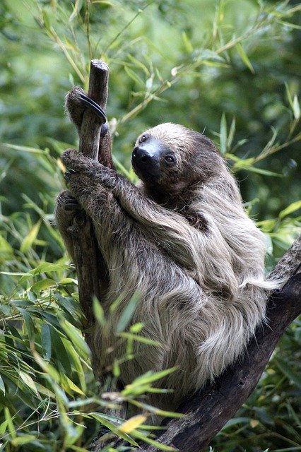 Free download Sloth Tree Animal -  free photo or picture to be edited with GIMP online image editor