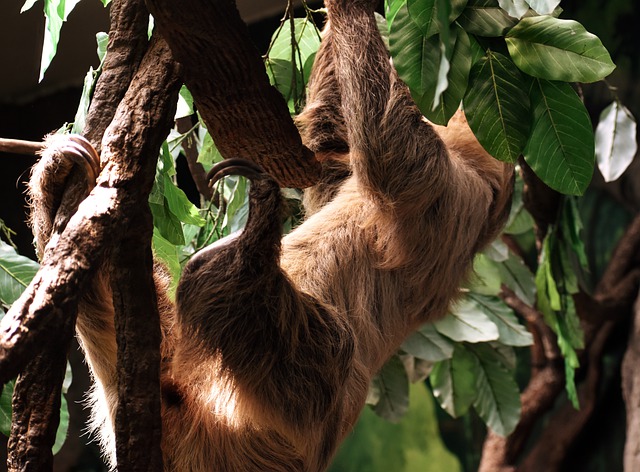 Free download sloth tree upside down climbing free picture to be edited with GIMP free online image editor