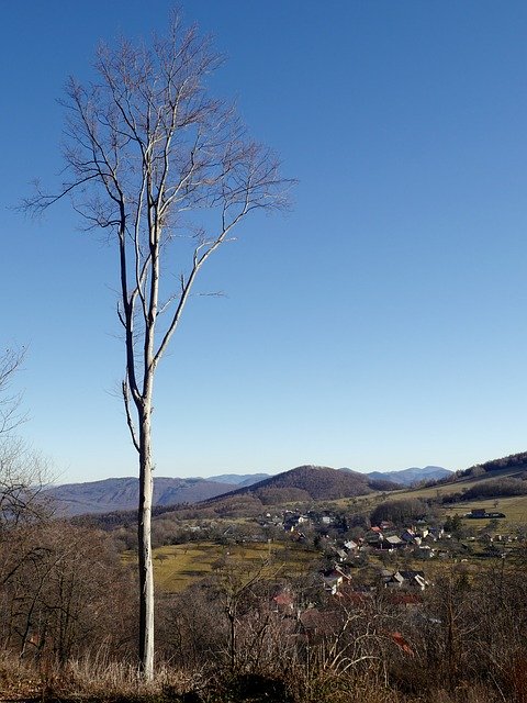 Unduh gratis Slovakia Tree Nature - foto atau gambar gratis untuk diedit dengan editor gambar online GIMP